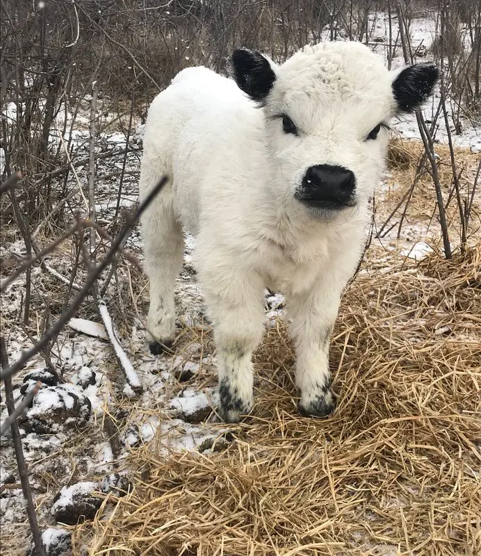 La Petite Miniature Cattle Breeder in Imperial, NE