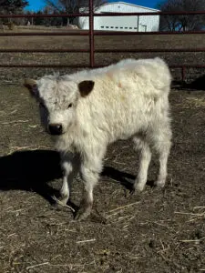 Negative dun tipped heifer. Born 01/10/2024 she does have horns. Her mom is a negative white highland 42” tall. Her dad is a positive highpark 40” tall. She is $6,500
