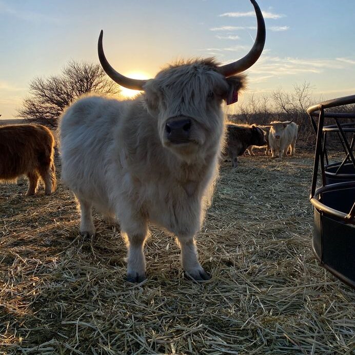 A yak with horns standing in the middle of a field.