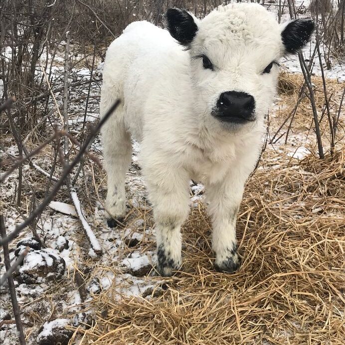 A baby sheep standing in the snow near some trees.